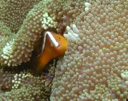 Skunk Anemonefish - Lembeh Strait by Dale Treadway 
